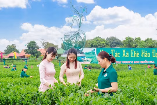 Đến năm 2030, Việt Nam phấn đấu có 45.000 hợp tác xã với 8 triệu thành viên