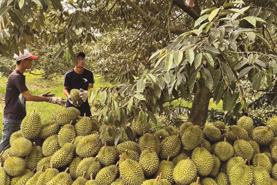Sầu riêng nhiễm Cadimi: Khoanh vùng, xử lý nghiêm, kiên quyết không cấp phép xuất khẩu