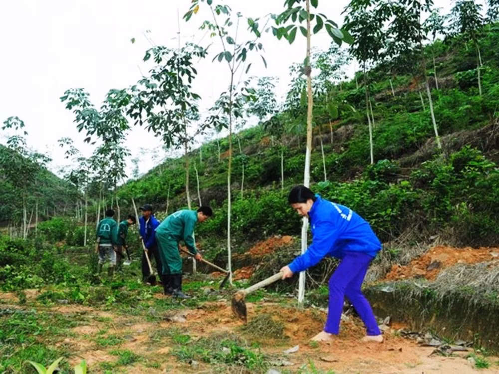 Cây cao su được đưa vào miền chiến địa một thời Vị Xuyên đang hứa hẹn những bứt phá về kinh tế cho vùng phên dậu.