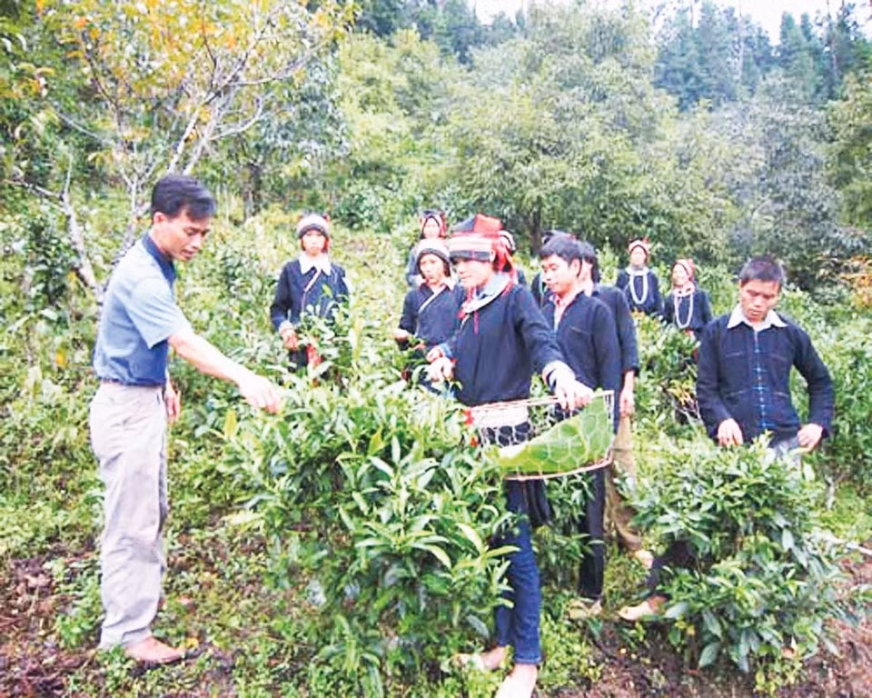 Trà chốt – một trong những đặc sản một thời hiện đang đem lại thu nhập cao cho dân.