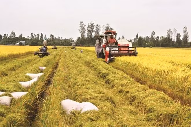 Thu hoạch lúa ở Đồng bằng sông Cửu Long. Ảnh: TL