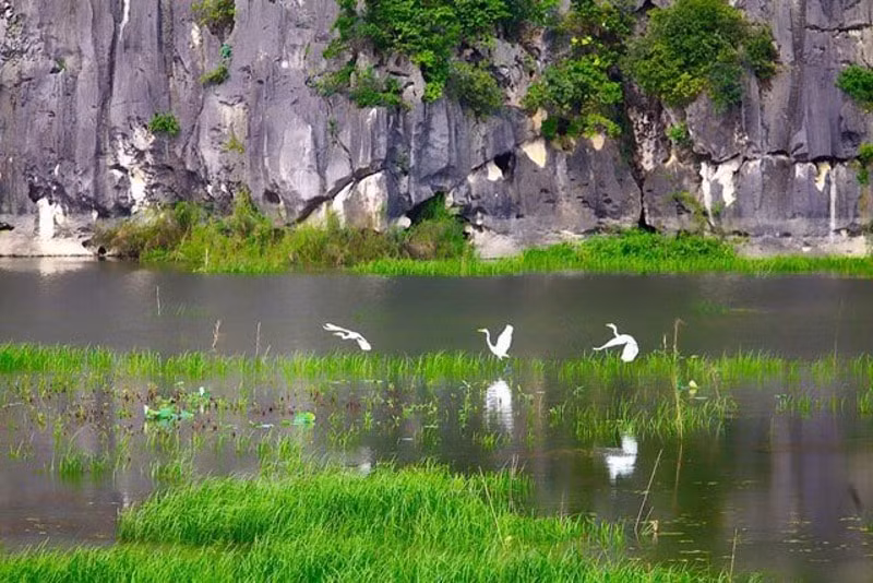 kham pha van long vinh khong song o ninh binh hinh 4