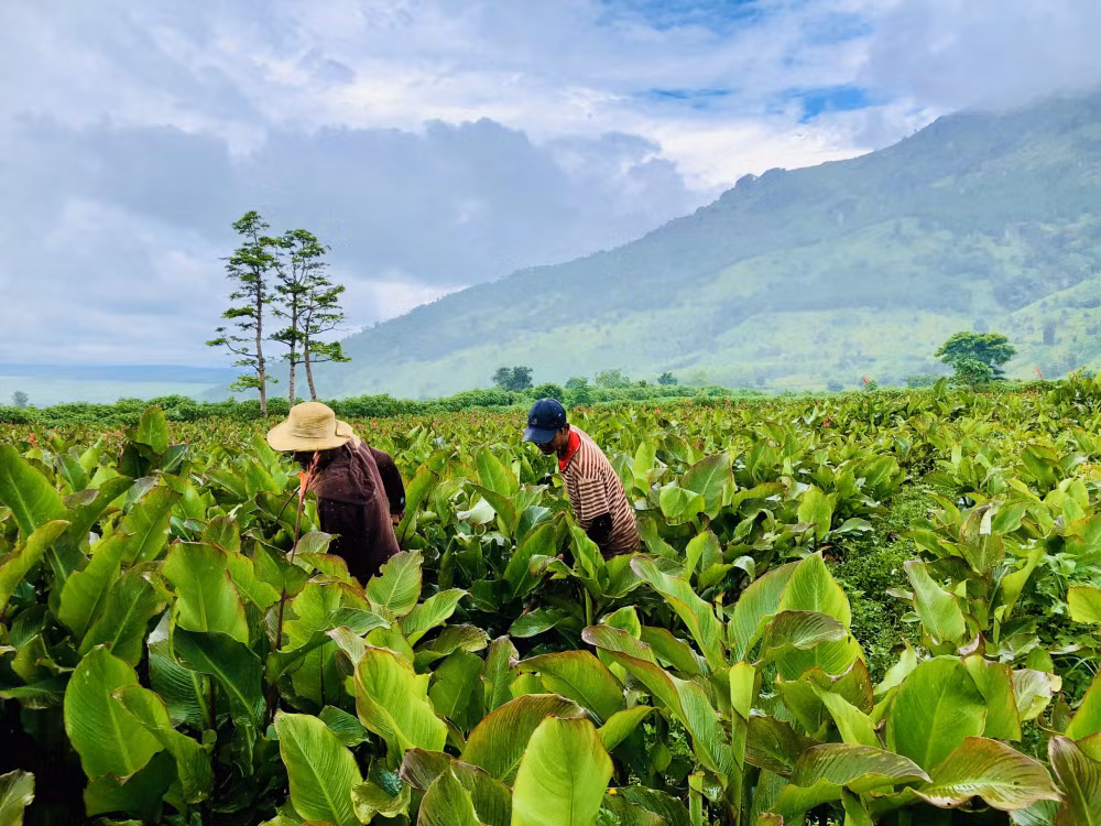 man nhan canh dong hoa dong rieng duoi chan nui lua chu dang ya gia lai hinh 6