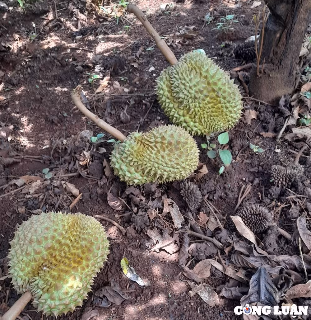 vuon sau rieng cua anh nong dan ngheo lien tuc bi chat ha vi sao hinh 5
