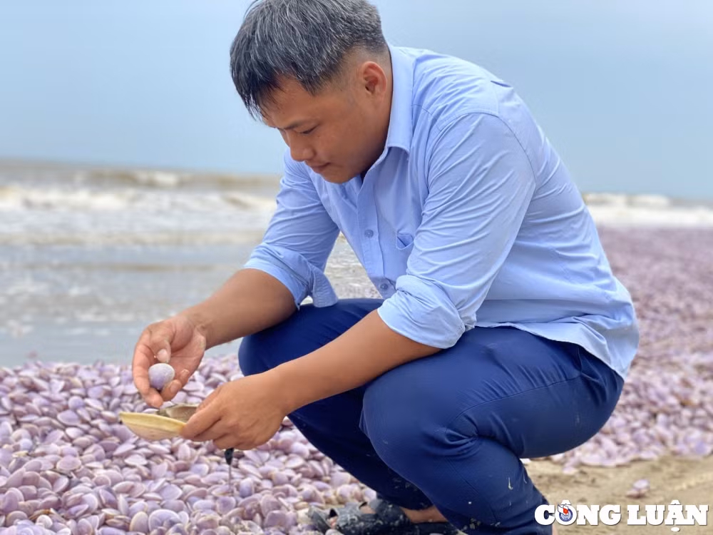 nhieu vat ngao giay troi dat bo bien hai linh thanh hoa hinh 2