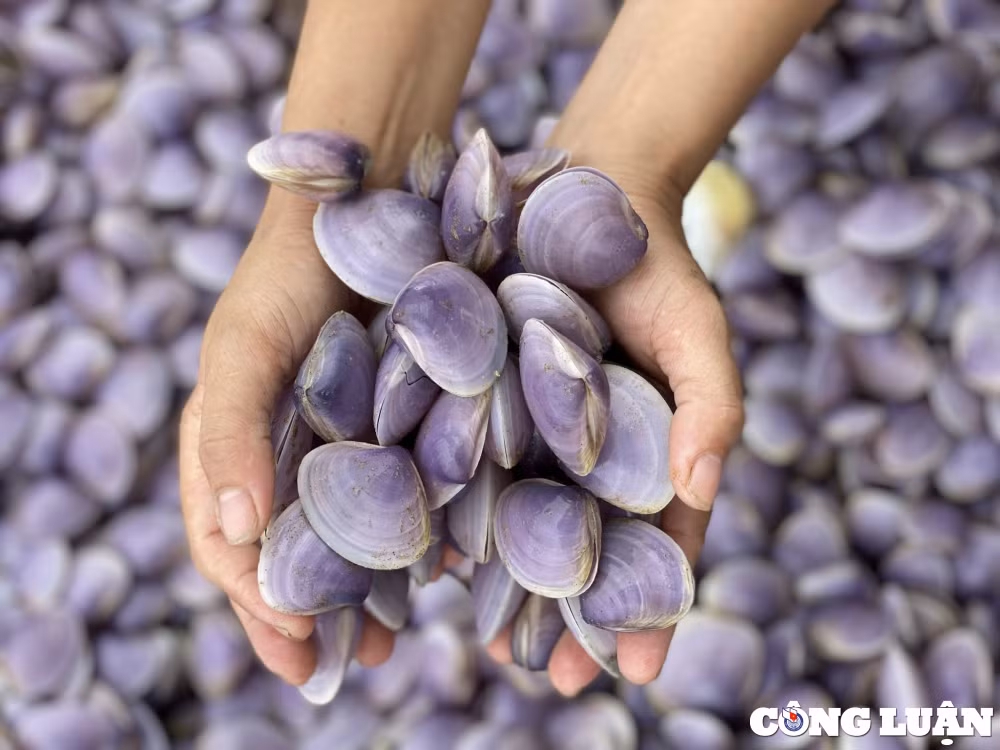 nhieu vat ngao giay troi dat bo bien hai linh thanh hoa hinh 4