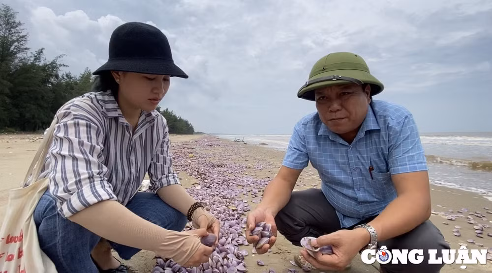 nhieu vat ngao giay troi dat bo bien hai linh thanh hoa hinh 7