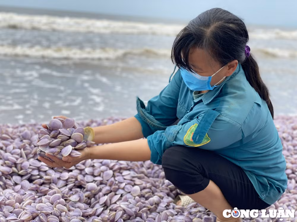 nhieu vat ngao giay troi dat bo bien hai linh thanh hoa hinh 6