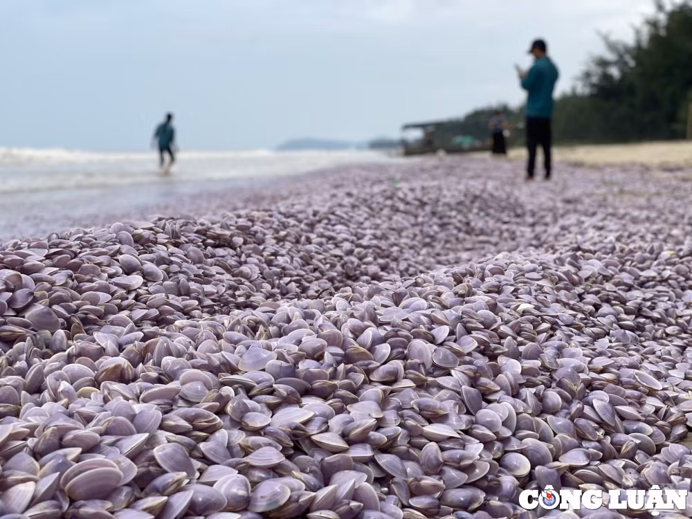 nhieu vat ngao giay troi dat bo bien hai linh thanh hoa hinh 5