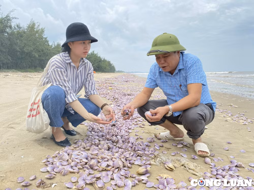 nhieu vat ngao giay troi dat bo bien hai linh thanh hoa hinh 1
