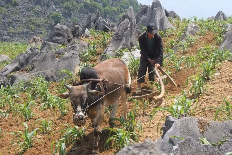 ho tro nha o dat san xuat cho ho ngheo dan toc thieu so hinh 2