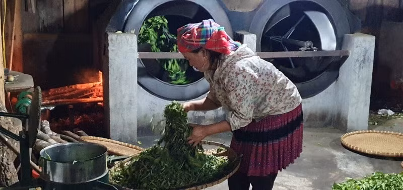 nguoi danh thuc tiem nang cay che shan tuyet pung luong hinh 2