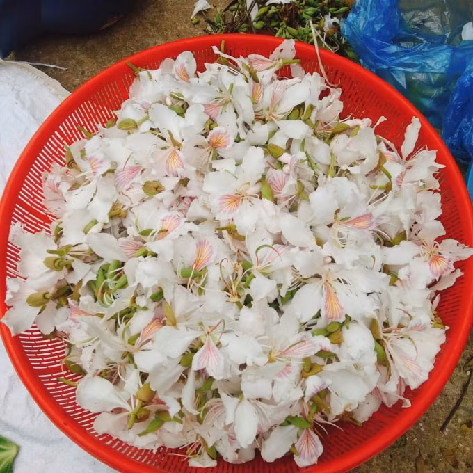 hoa ban rung xuong pho gia 150000 dong kg van hut khach hinh 1