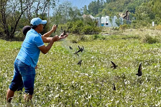 Khánh Hòa tìm giải pháp bảo tồn chim yến, phát triển bền vững thương hiệu Yến sào