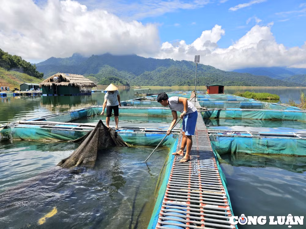 thu tien ty nho nuoi ca long tren long ho thuy dien hinh 6