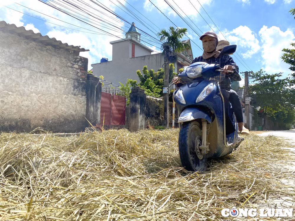 thanh hoa hiem hoa rinh rap tu viec phoi lua rom ra tren duong hinh 2