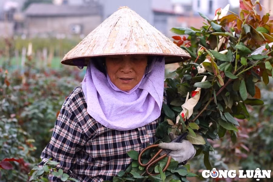 ha noi no luc hoan thanh nhiem vu xay dung nong thon moi hinh 1