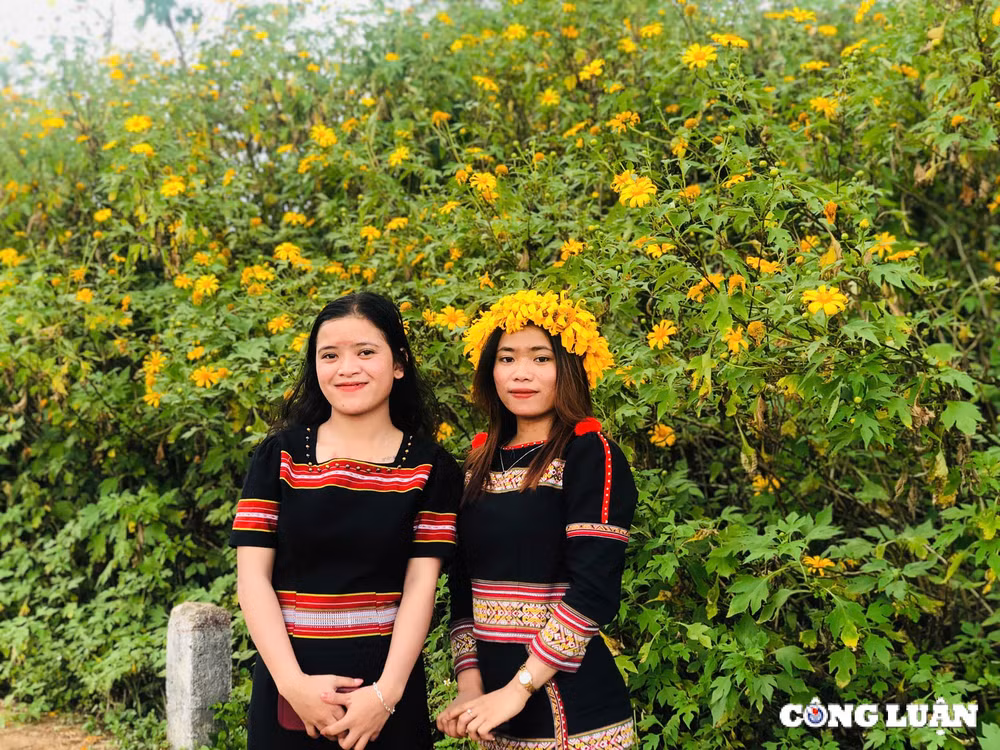 chum anh hoa da quy nhuom vang nui lua chu dang ya gia lai nhung ngay dau dong hinh 6