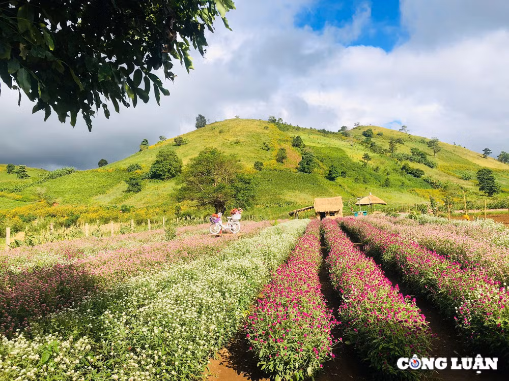 chum anh hoa da quy nhuom vang nui lua chu dang ya gia lai nhung ngay dau dong hinh 4
