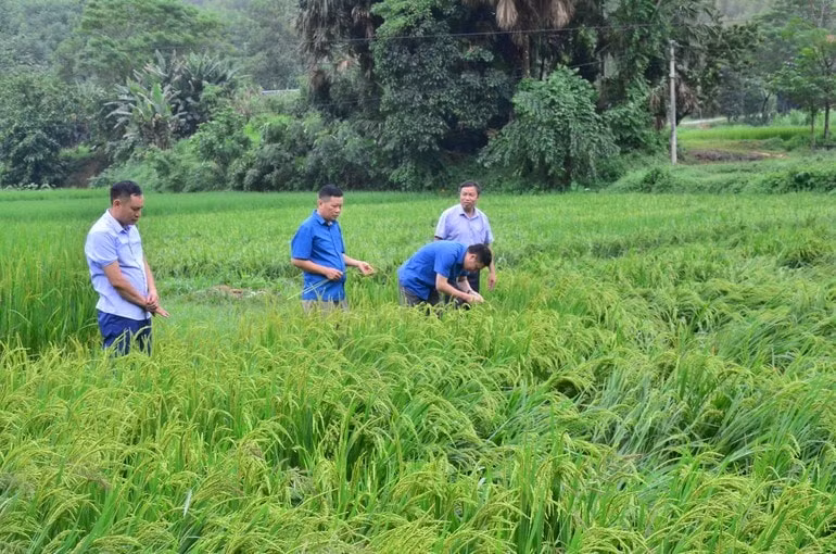 xuat cap hat giong lua ho tro tinh yen bai khoi phuc san xuat do anh huong bao so 3 hinh 1