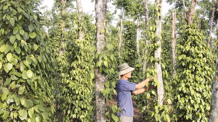 Giá nông sản hôm nay ngày 5/7/2025: Giá tiêu tiếp tục giảm