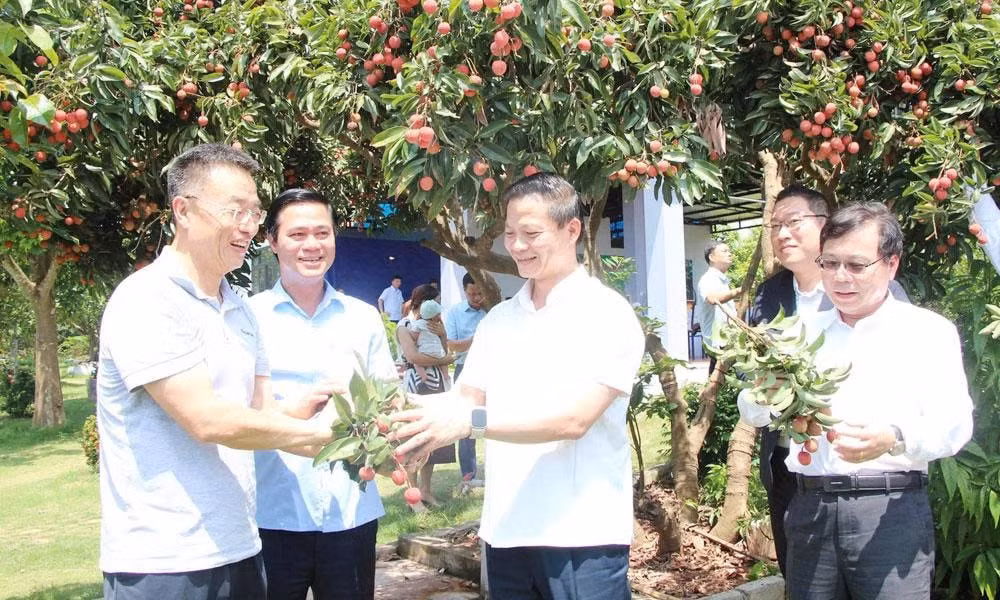 vải (1)
