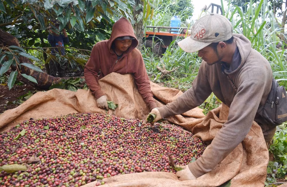 Giá nông sản hôm nay ngày 9/7/2025: Đồng loạt lao dốc