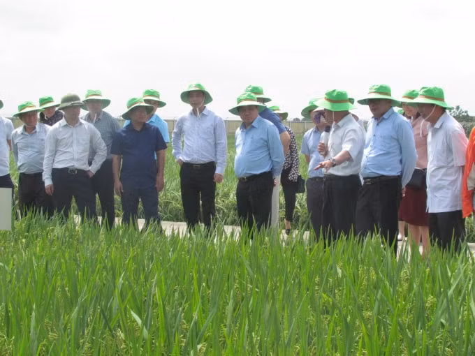Tham quan khu khảo nghiệm giống lúa của Công ty Cổ phần ThaiBinh Seed.