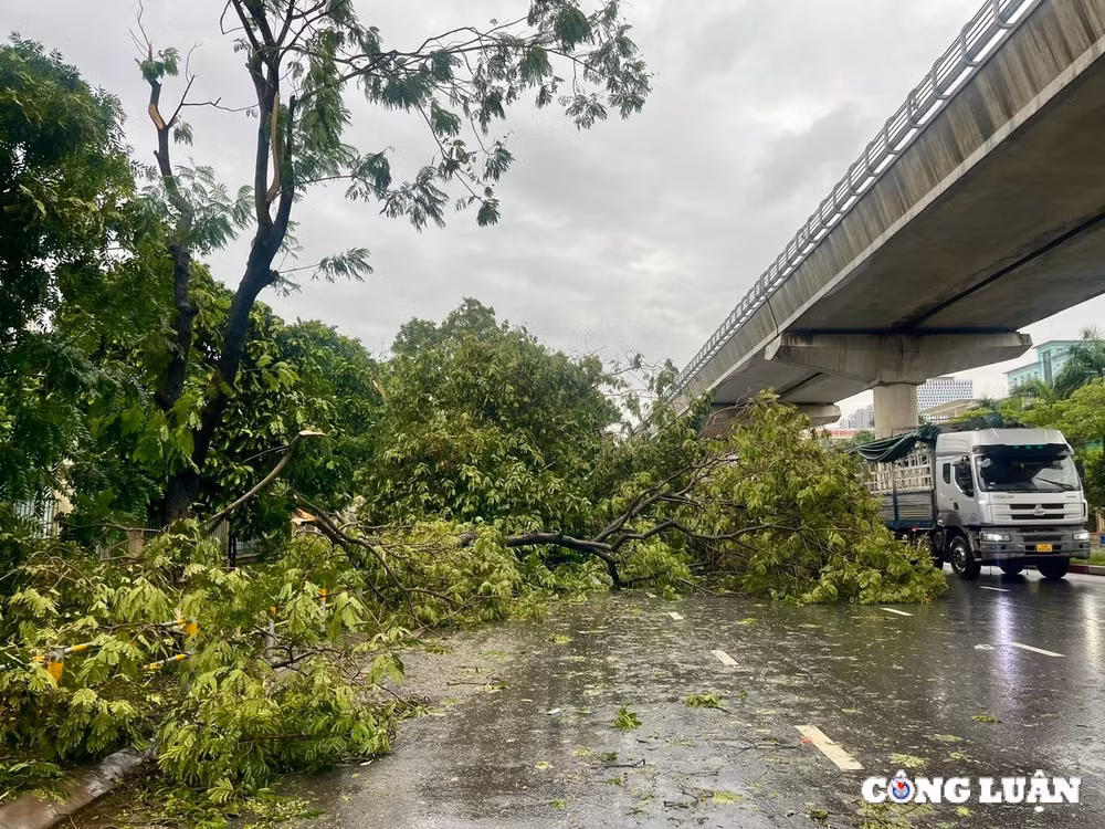 ha noi cay xanh gay do ngon ngang tren nhieu tuyen duong sau bao yagi hinh 1