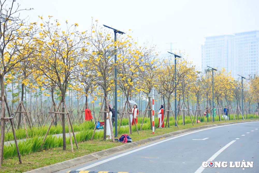 ruc ro sac vang hoa phong linh duoi tiet troi xuan o ha noi hinh 3