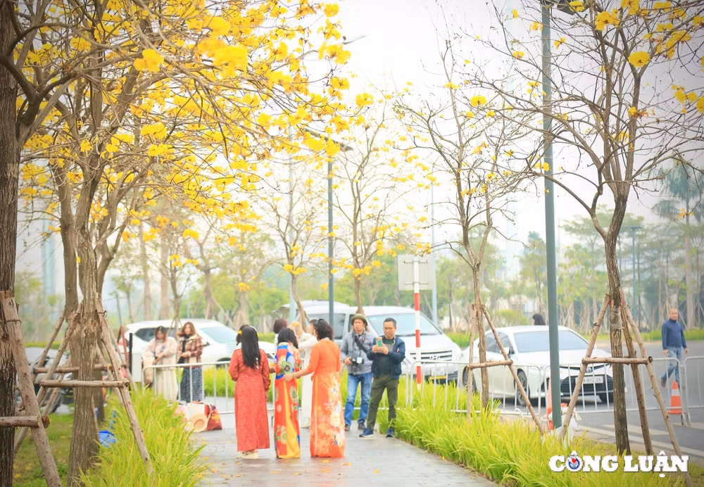 ruc ro sac vang hoa phong linh duoi tiet troi xuan o ha noi hinh 6