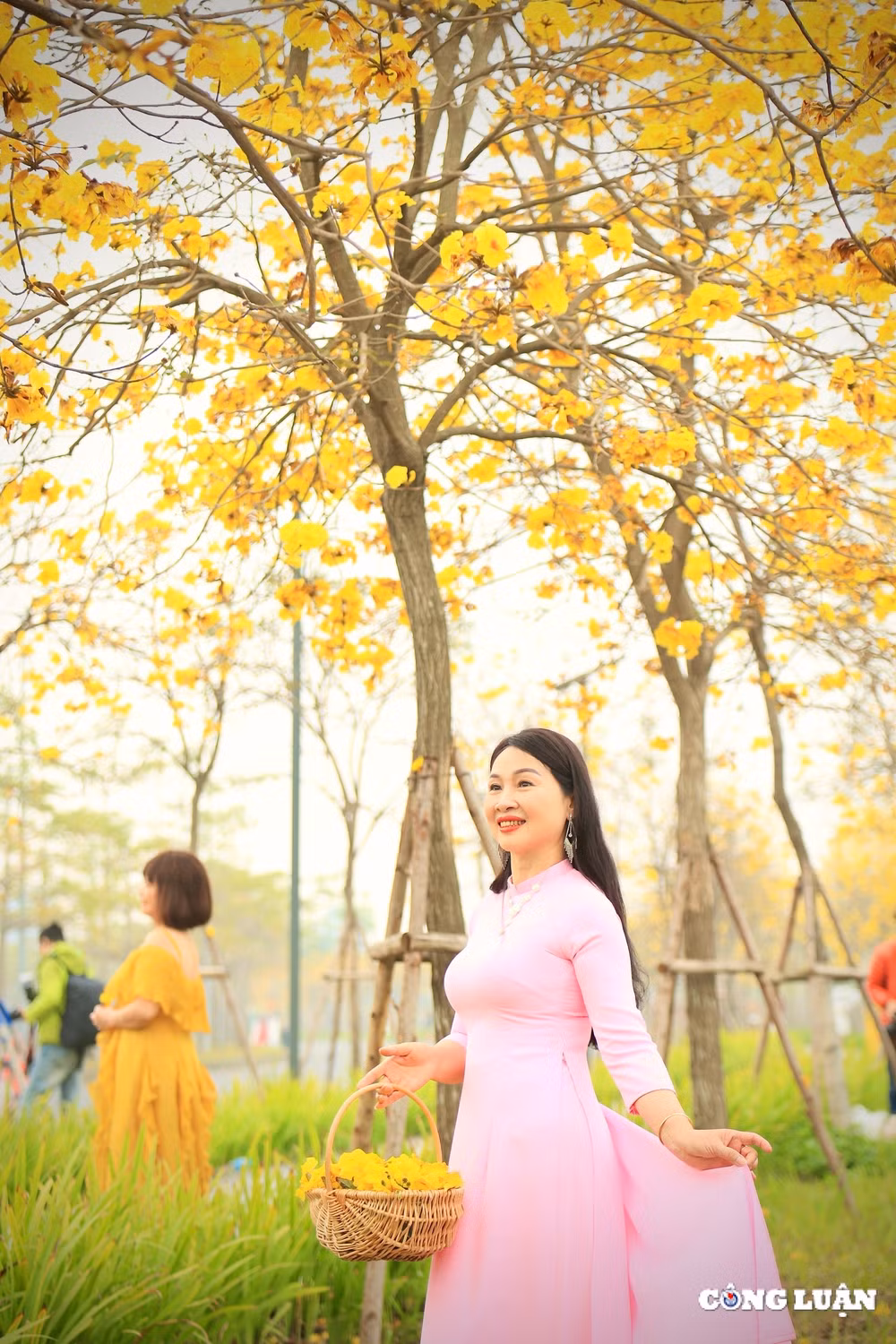 ruc ro sac vang hoa phong linh duoi tiet troi xuan o ha noi hinh 9