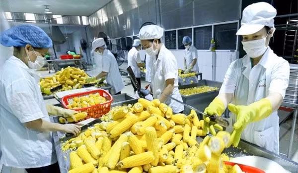 Trong quý I, kim ngạch xuất khẩu nhóm nông sản chính đạt 4,59 tỷ USD, tăng 10,2%. Ảnh minh họa