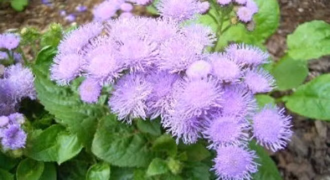 cac loai hoa cam ky tuyet doi khong dat tren ban tho hinh 7