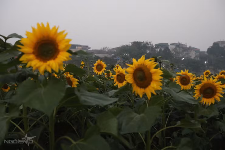 Hoa hướng dương nở rộ tại bến hoa Phúc Xá
