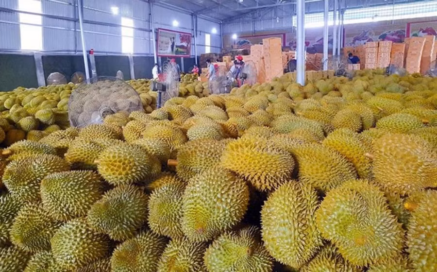 Giá sầu riêng hôm nay 15/1 mặt bằng giá giữ ổn định Thái loại A neo cao
