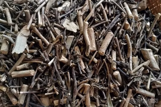 Bộ Y tế cảnh báo 'bẫy' thuốc cổ truyền, dược liệu tại đền, chùa, khu du lịch