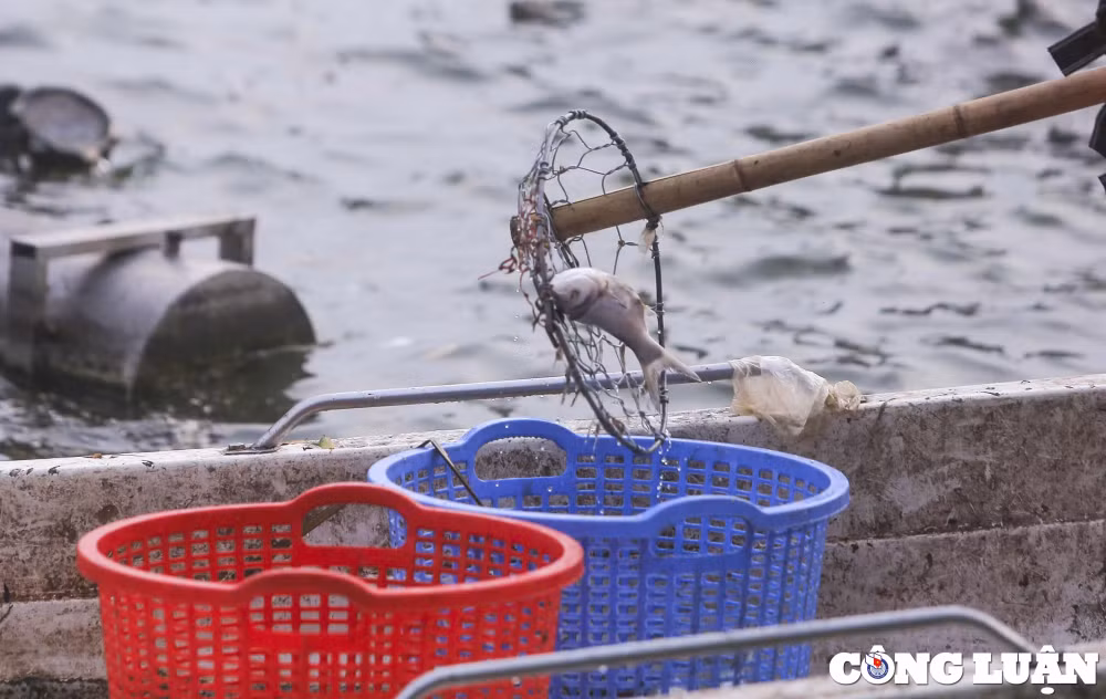 ha noi ca chet boc mui hoi thoi ca no duoc huy dong vot xac ca o ho tay hinh 10