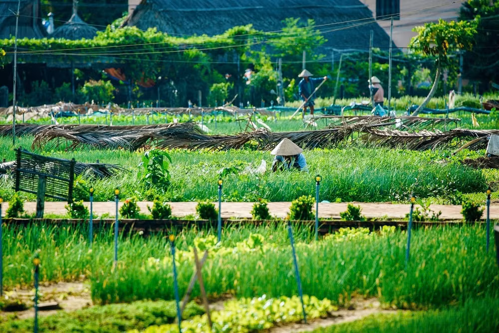 quang nam lang rau tra que duoc cong nhan la lang du lich tot nhat nam 2024 hinh 3