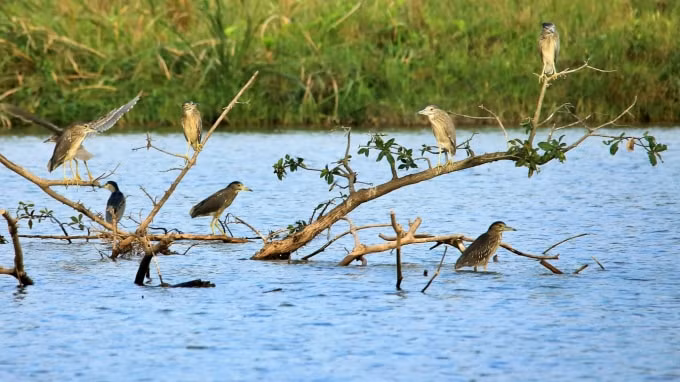 chim cong vit troi thien nga lam to trong khu do thi ecopark hinh 8