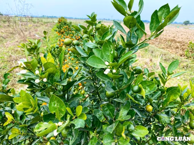 tham lang dao quat lon nhat nhi thanh hoa hinh 3