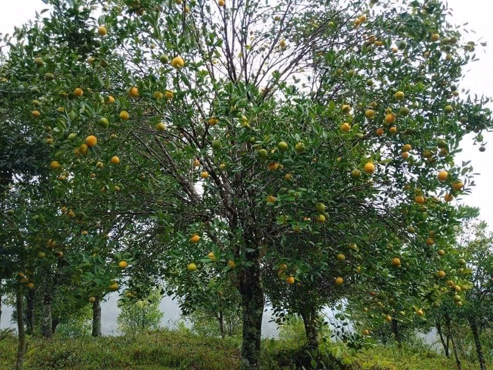  Vườn cam Tây Giang 