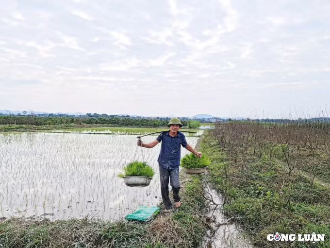ba con nong dan xuong dong gieo cay vu xuan hinh 3