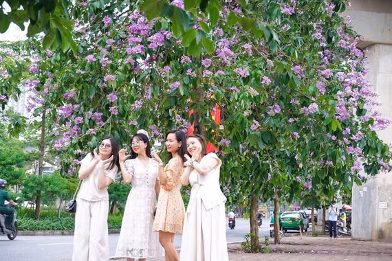 Mùa bằng lăng tím nhuộm phố Hà Nội thu hút người dân đến check-in