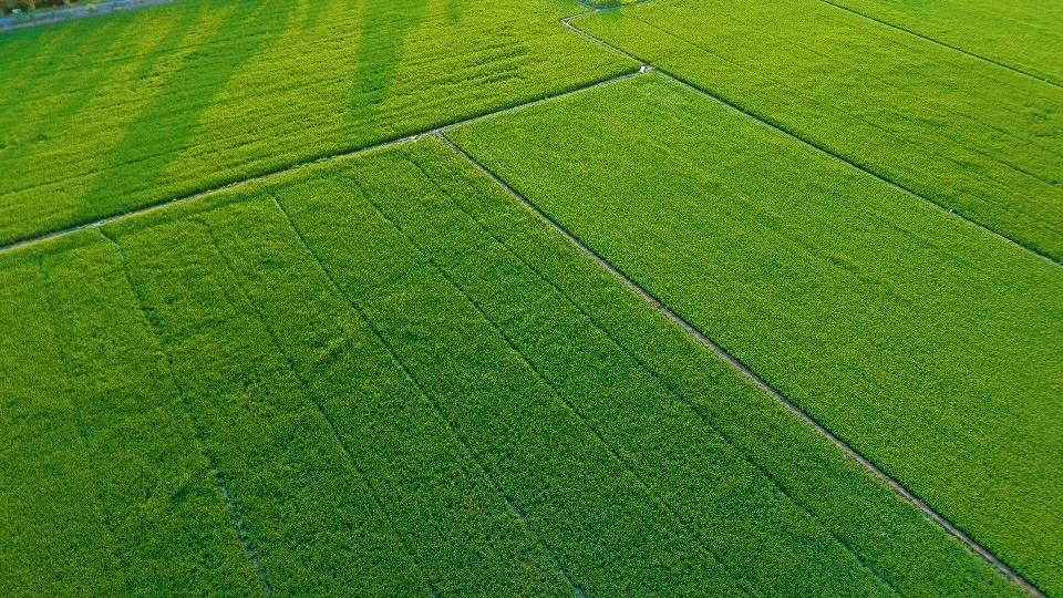 Toàn tỉnh hiện có 8.224 ha lúa tham gia Đề án, bao gồm 982,1 ha canh tác theo mô hình điểm và 7.241,9 ha được người dân chủ động nhân rộng (Ảnh: Trí Trần)