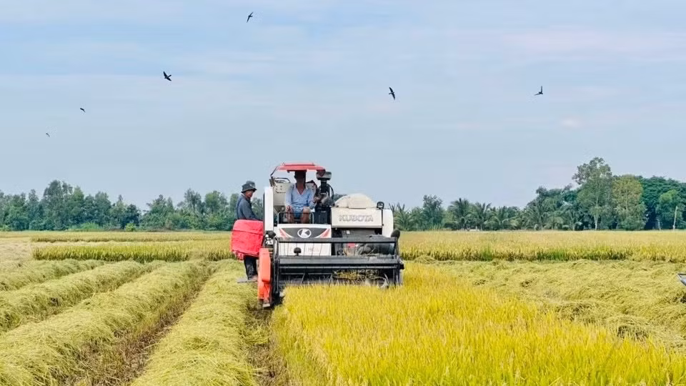 Tỷ suất lợi nhuận ròng của người trồng lúa cũng ghi nhận mức tăng 10-15%, giúp bà con dôi dư thêm 2 - 2,5 triệu đồng/ha (Ảnh: Trí Trần)