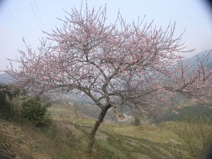 len tay bac ngam dao phai khoe sac dau xuan hinh 3