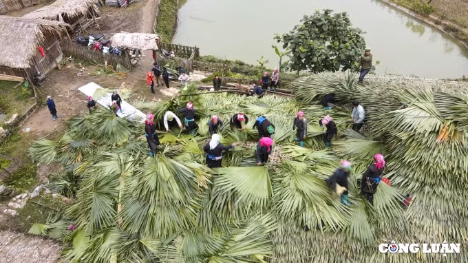doc dao lop mai la co vung cao tay bac hinh 2