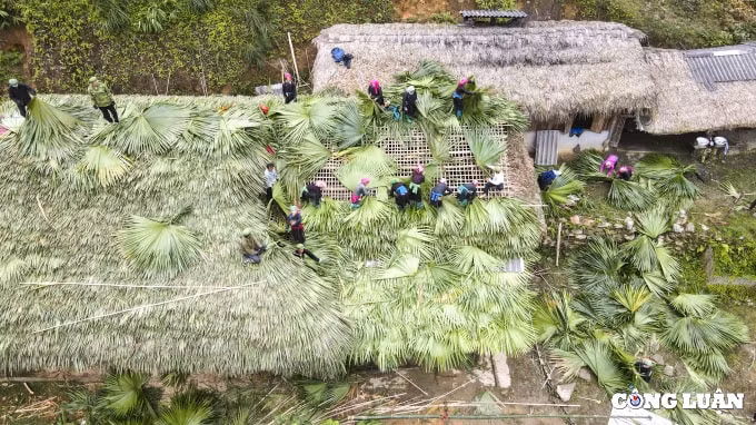 doc dao lop mai la co vung cao tay bac hinh 3