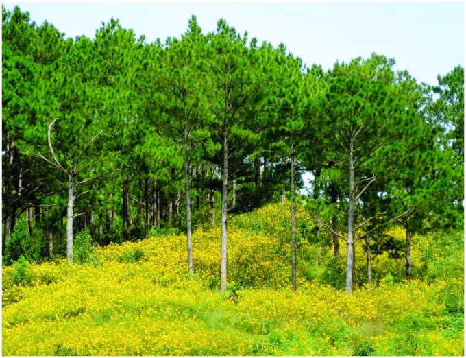 mua da quy da lat hinh 1